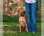 Small #1 Mutt