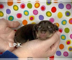 Schnauzer (Miniature) Puppy for sale in WINNSBORO, LA, USA