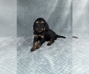 Medium Cavapoo mix (+ Poodle Miniature)