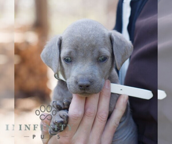 Medium Photo #2 Labrador Retriever Puppy For Sale in NARVON, PA, USA