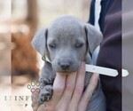 Small #1 Labrador Retriever