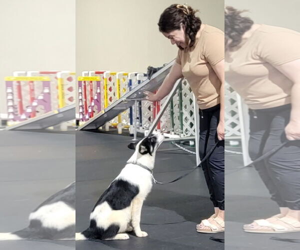 Medium Photo #17 Border Collie Puppy For Sale in Highland, IL, USA