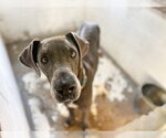 Small Great Dane
