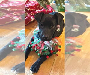 Shepradors Dogs for adoption in Conway, AR, USA