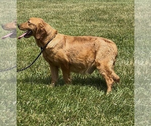 Mother of the Golden Retriever puppies born on 06/13/2026