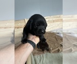 Small #3 Labrador Retriever