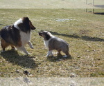 Small #5 Shetland Sheepdog