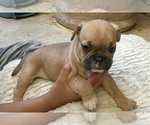 Small #4 American Bullnese-French Bulldog Mix