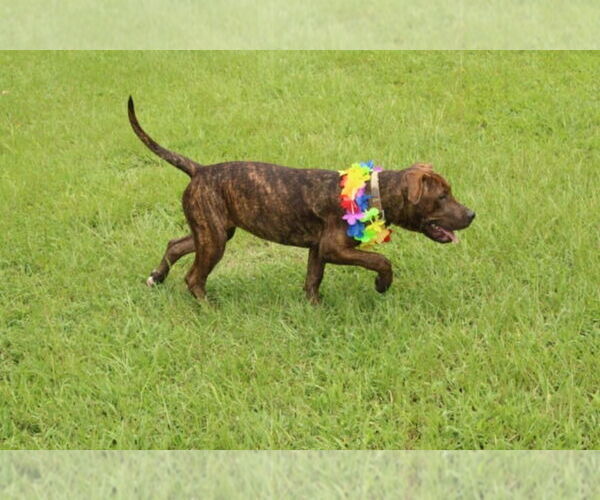 Medium Photo #3 American Staffordshire Terrier-Unknown Mix Puppy For Sale in FRAMINGHAM, MA, USA