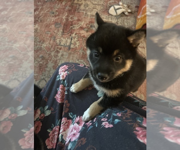 Medium Photo #3 Shiba Inu Puppy For Sale in ELIZABETH CITY, NC, USA