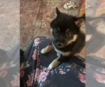 Small #2 Shiba Inu