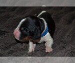 Small Photo #2 English Springer Spaniel Puppy For Sale in LITCHFIELD, MN, USA