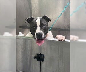 American Pit Bull Terrier-Unknown Mix Dogs for adoption in Louisville, KY, USA