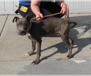 American Pit Bull Terrier-Unknown Mix Dogs for adoption in Louisville, KY, USA