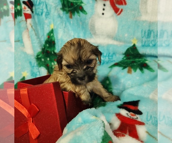 Medium Photo #2 Shorkie Tzu-Zuchon Mix Puppy For Sale in COWARD, SC, USA