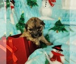 Small Photo #24 Shorkie Tzu-Zuchon Mix Puppy For Sale in COWARD, SC, USA