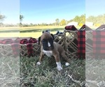 Puppy Puppy 2 Boxer