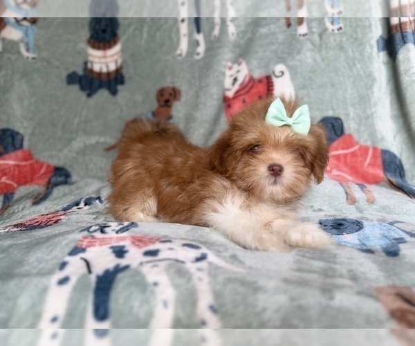 Medium Photo #4 Lhasa Apso Puppy For Sale in LAKELAND, FL, USA