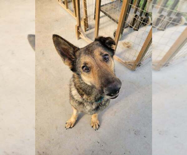 Medium Photo #8 German Shepherd Dog-Unknown Mix Puppy For Sale in Brewster, NY, USA