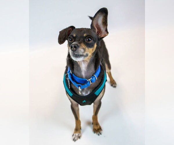 Medium Photo #4 Chihuahua-Unknown Mix Puppy For Sale in Kennesaw, GA, USA