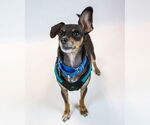 Small #3 Chihuahua Mix