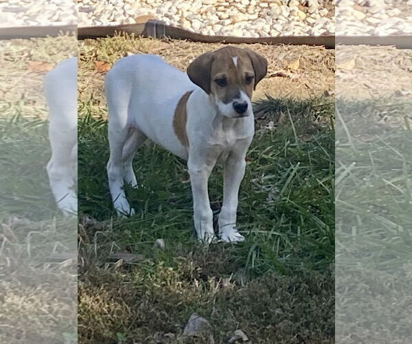 Medium Photo #2 Mutt Puppy For Sale in Hillsboro, MO, USA