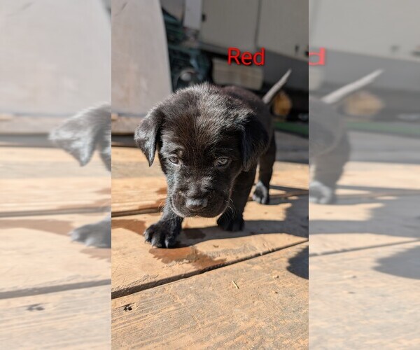 Medium Photo #9 Labrador Retriever Puppy For Sale in PIONEER, CA, USA