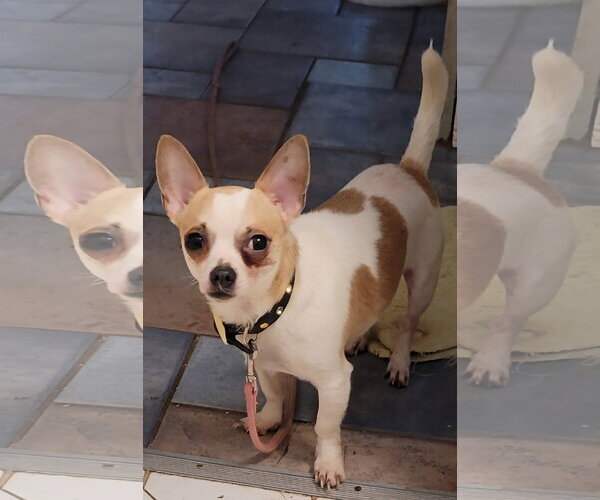Medium Photo #2 Chihuahua Puppy For Sale in Dublin, OH, USA