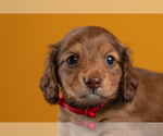 Small Photo #30 Dachshund Puppy For Sale in CROWLEY, TX, USA