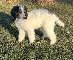 Poodle (Standard) Puppy for Sale in VAUGHN, Montana USA