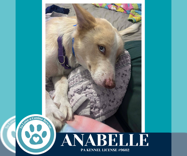 Medium Photo #1 Siberian Husky-Unknown Mix Puppy For Sale in Kimberton, PA, USA