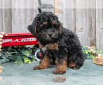 Small Photo #22 Poodle (Toy) Puppy For Sale in HOWE, IN, USA