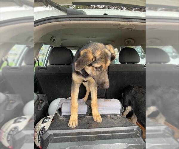 Medium Photo #1 German Shepherd Dog Puppy For Sale in Stockton, CA, USA