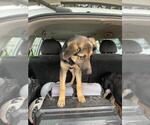 Small German Shepherd Dog