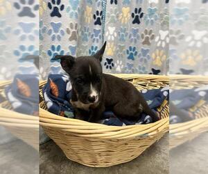 Chihuahua Dogs for adoption in Rosenberg, TX, USA