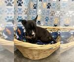 Small Chihuahua