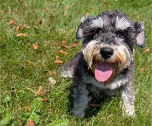 Mother of the Schnauzer (Miniature) puppies born on 05/29/2025
