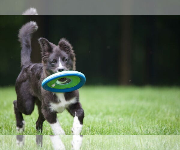 Medium Photo #17 Carolina Dog Puppy For Sale in Highland, IL, USA