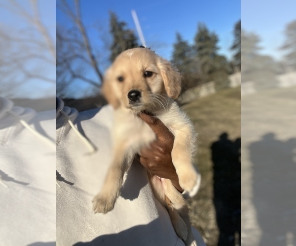 Medium Photo #5 Golden Retriever Puppy For Sale in DETROIT, MI, USA