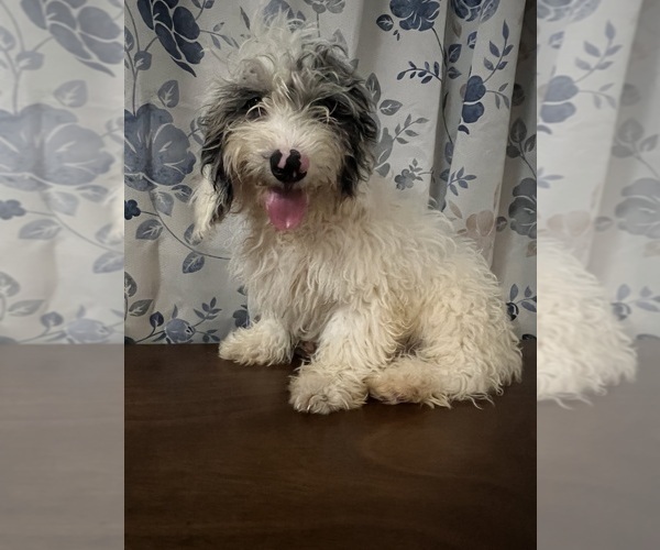 Medium Photo #13 Cavapoo-Poodle (Miniature) Mix Puppy For Sale in DURHAM, CT, USA