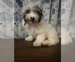 Small #12 Cavapoo-Poodle (Miniature) Mix