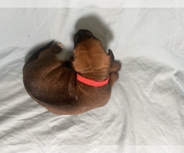 Medium Photo #6 Rhodesian Ridgeback Puppy For Sale in KELLER, TX, USA