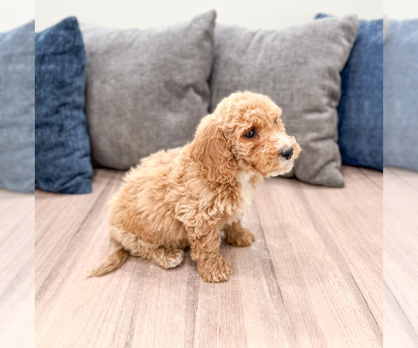 Medium Photo #3 Miniature Labradoodle Puppy For Sale in MILLERSBURG, OH, USA