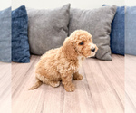Small #2 Miniature Labradoodle