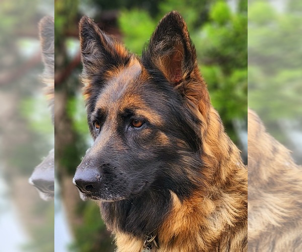 Medium Photo #1 German Shepherd Dog Puppy For Sale in HESPERIA, CA, USA