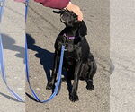 Small #7 German Shorthaired Pointer Mix