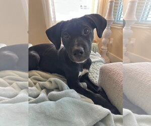 Labrador Retriever-Unknown Mix Dogs for adoption in Sandy, UT, USA