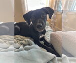 Tally - Female Labrador Retriever-Unknown Mix Dog for Adoption - Small photo