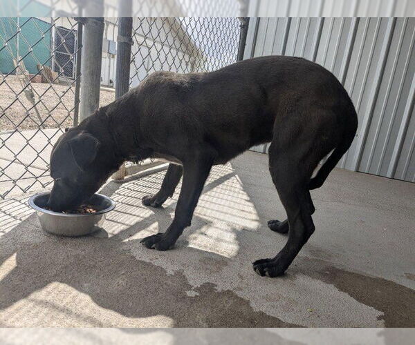 Medium Photo #4 American Staffordshire Terrier-Labrador Retriever Mix Puppy For Sale in Monte Vista, CO, USA