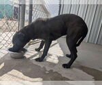 Small #3 American Staffordshire Terrier-Labrador Retriever Mix